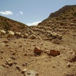 Le troupeau sur les collines de Chaabt