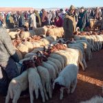 Le souk de Guigou Le marché au bestiaux