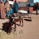 Le souk de Guigou Le marché au bestiaux